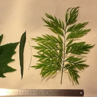 Photo credit Justin King LeafMorph